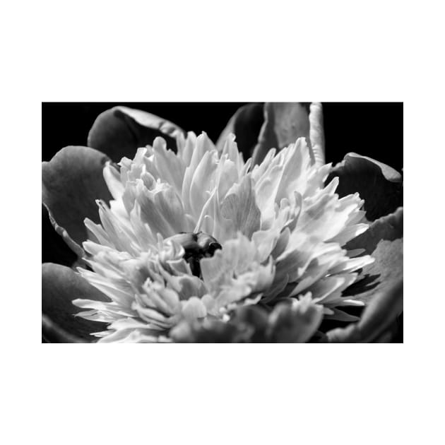 Black and White Peony by Elizabeth Karlson Art