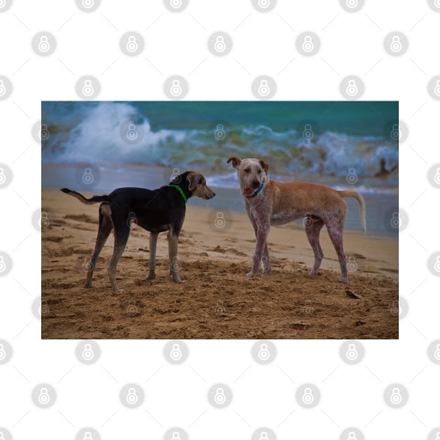 Panama. Bocas del Toro. Red Frog Beach. Two dogs. by vadim19