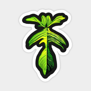 PHILODENDRON FLORIDA BEAUTY VARIEGATED Magnet