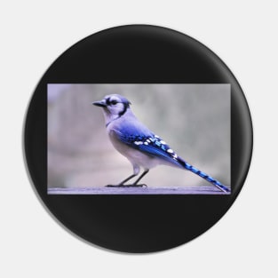 Blue Jay Day Pin