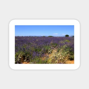 Lavander in Provence Magnet