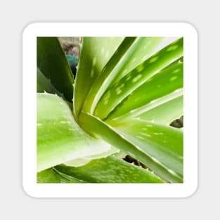 Aloe vera plant Magnet