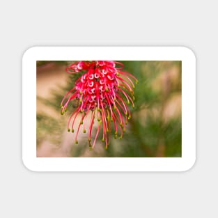 Grevillea, Australian Native Flora Magnet