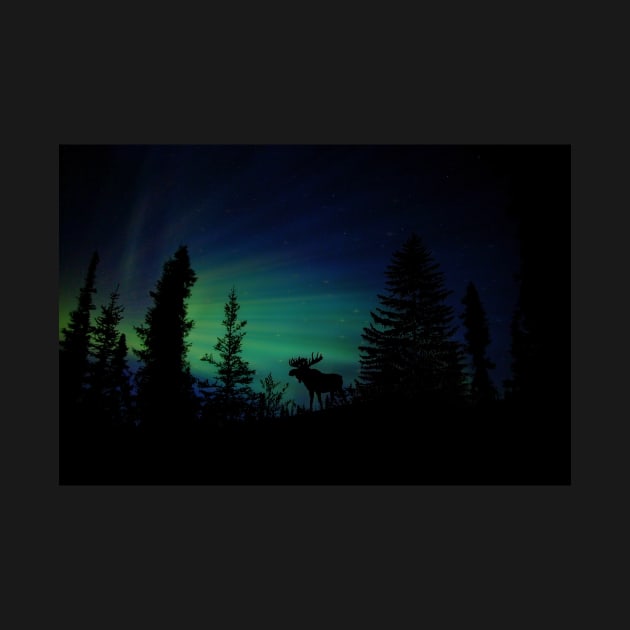 Moose with Northern Lights by crazycanonmom