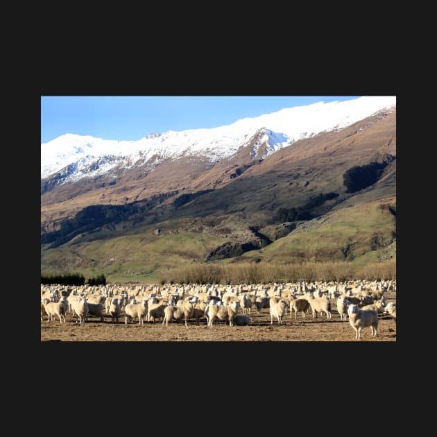 New Zealand sheep by charlesk