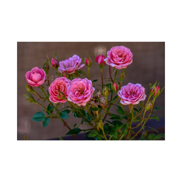 Pink Miniature Roses by Debra Martz