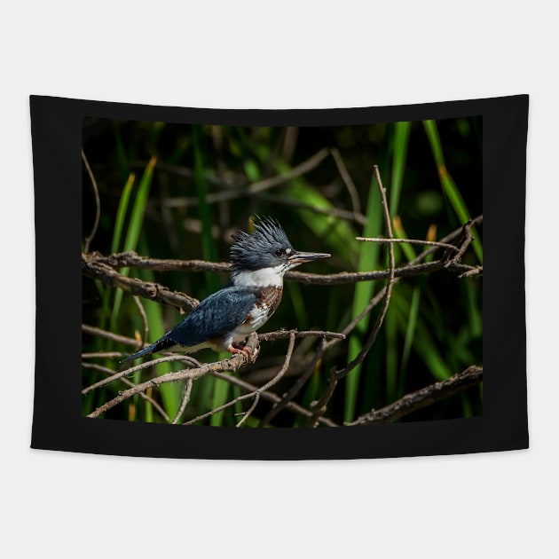 Kingfisher Waiting to Pounce Tapestry by jecphotography