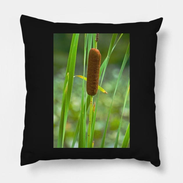 Cattail Pillow by thadz