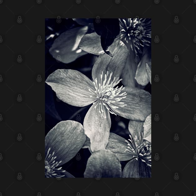 Clematis in Monochrome by InspiraImage