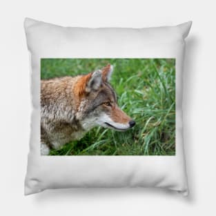 Intensity - Coyote Pillow