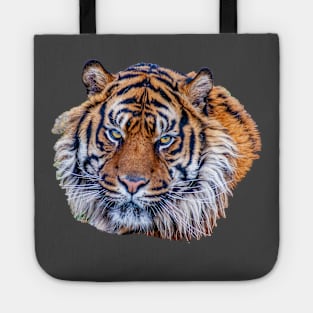 Sumatran Tiger with his eyes on you Tote