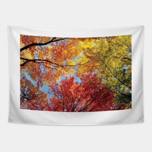 Low Angle View Of Autumn Trees Tapestry