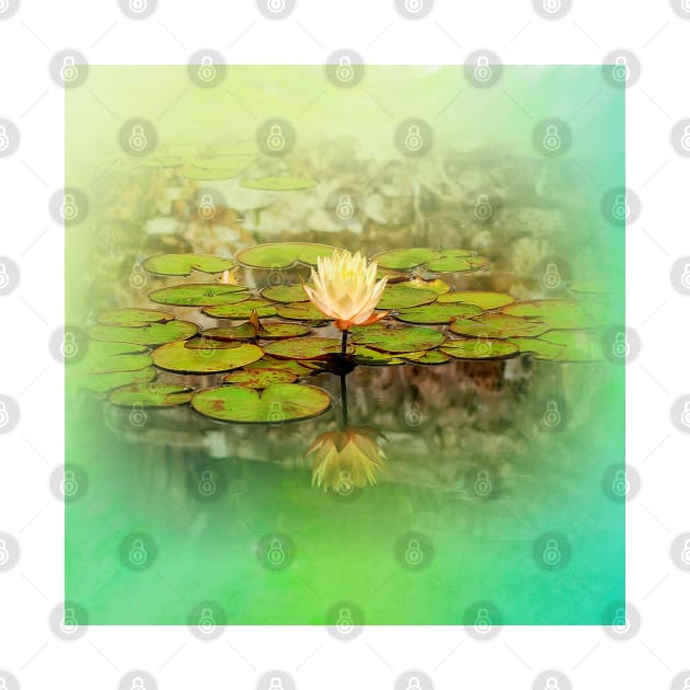 Dream Serenity - Yellow Water Lily Flowers by Star58