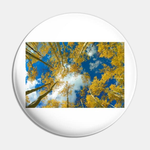 Looking Up At Blue Sky Through A Canopy Of Fall Colored Aspen Trees Pin by RhysDawson