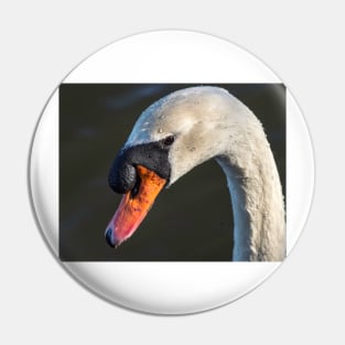 A mute swan, soon after dawn Pin