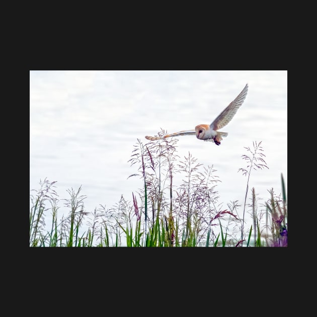 Barn owl hunting over the reed bed by Itsgrimupnorth