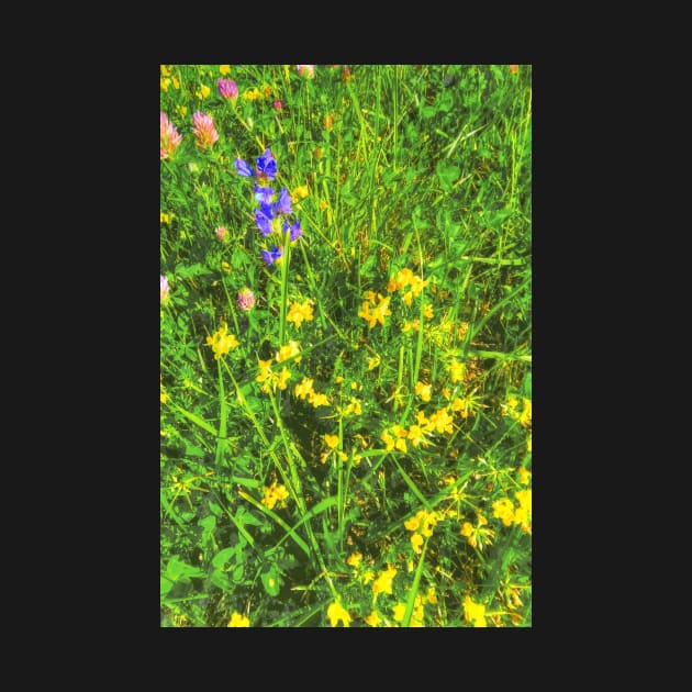 summer meadow by Hujer