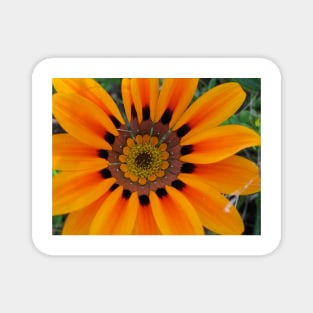 Gazania 8 Magnet