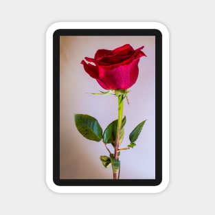 A Rose by any other name Magnet