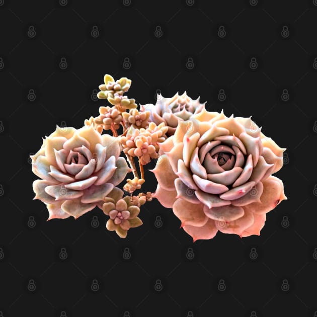 Suculentas Echeveria rose by NerdsbyLeo