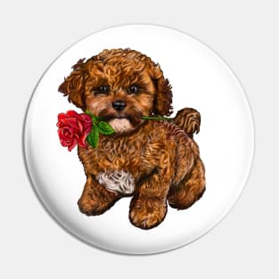 The Best Valentine’s Day Gift ideas, cavalier king charles spaniel Cute puppy dog 2 love heart sweetheart with red rose in its mouth. Cavapoochon Cavapoo dog Valentine’s Day Pin