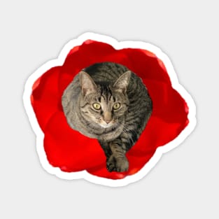 Kitty in a Flower Magnet