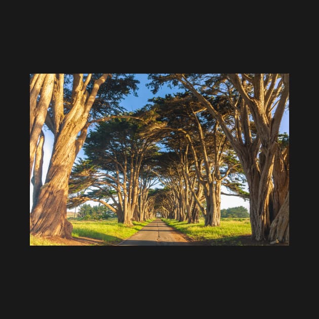 Monterey Cypresses by jvnimages