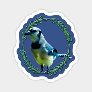 Blue Jay Magnet