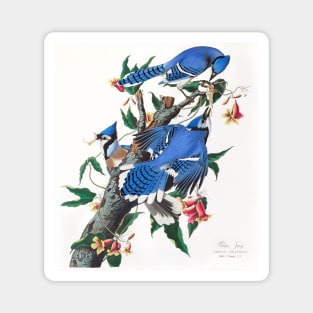 Blue Jay from Birds of America (1827) Magnet