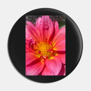 Pink Dahlia in the Rain Pin