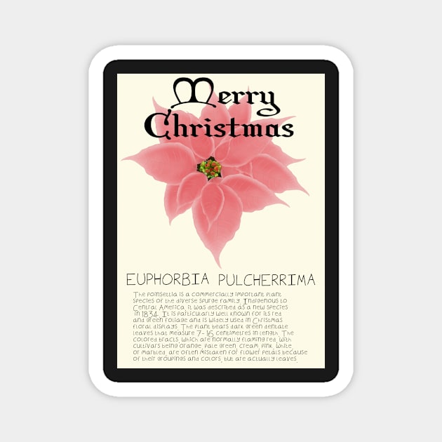 Pink Poinsetta Genus Christmas Card Magnet by DesignsBySaxton