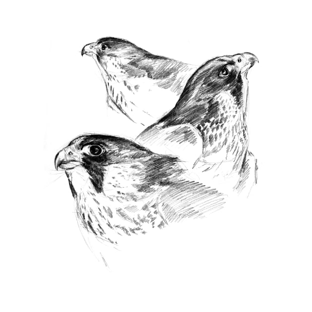 Three Peregrines Art Sketch by RebeccaLatham