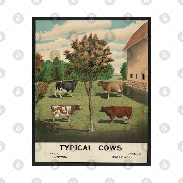 "Typical Cows" by Scottish Arms Dealer