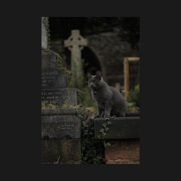 Hanwell Cemetery Cat by opticpixil