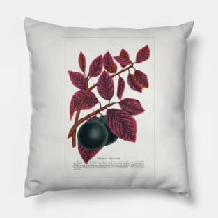 Prunus Pissardi Tree lithograph (1900) Pillow