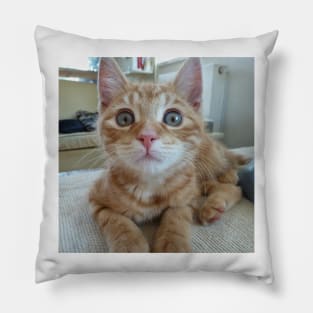 Woody the cat Pillow