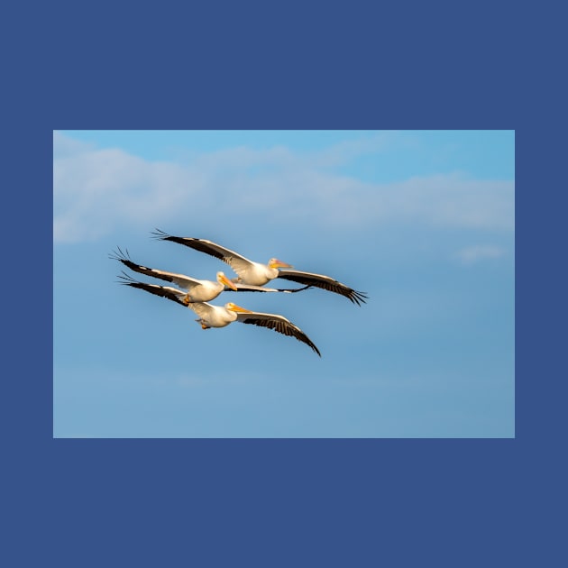 Pelican Togetherness by Debra Martz by Debra Martz