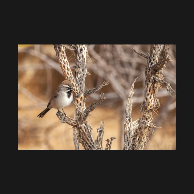 Black-Throated Sparrow by jvnimages