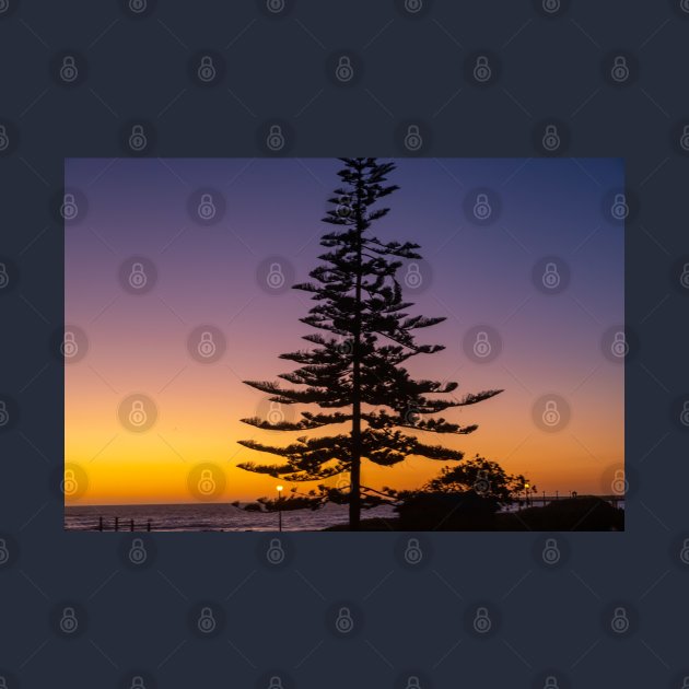 Namibia. Swakopmund. Tree. Sunset. by vadim19