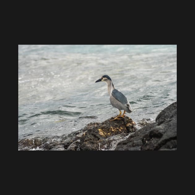 Black-crowned night heron of hawaii 6 by KensLensDesigns