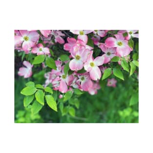 Dogwood Flowers in Spring T-Shirt