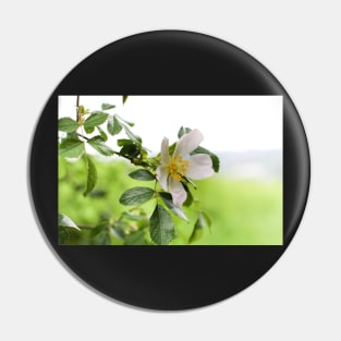 Dog Rose Pin