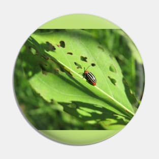 Pigweed Flea Beetle Pin