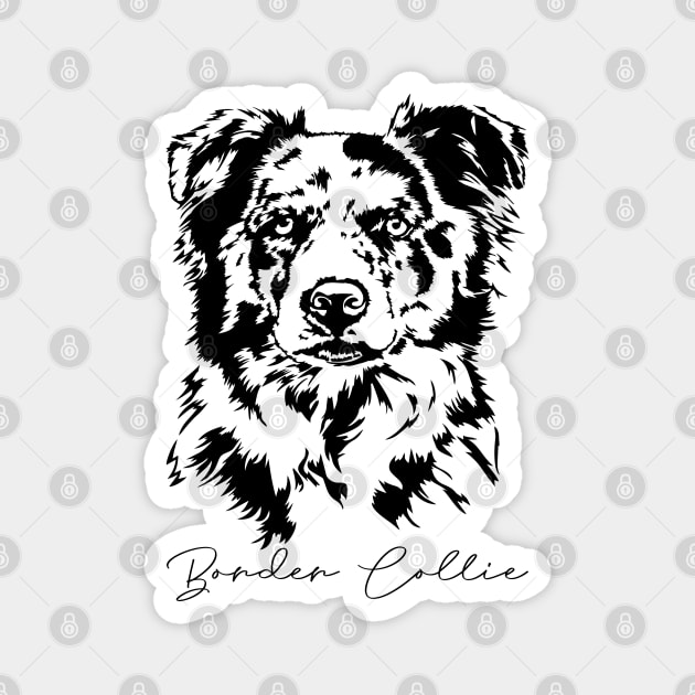 Merle Border Collie dog Portrait Magnet by wilsigns