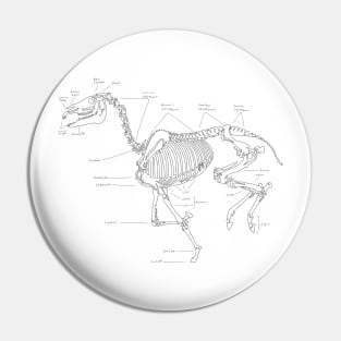 Skeleton horse anatomical sketch Pin