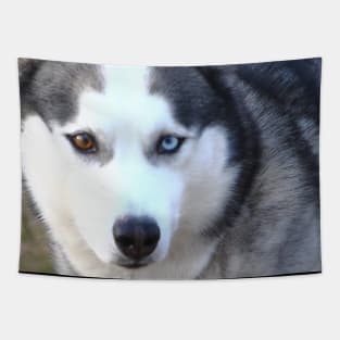 Husky love Tapestry