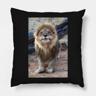 Lion in Namibia Pillow