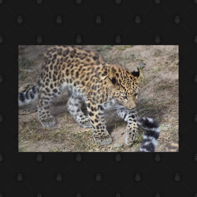 Leopard Cub by MarieDarcy