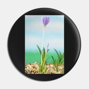 Crocus goulimyi   AGM  Autumn flowering crocus Pin