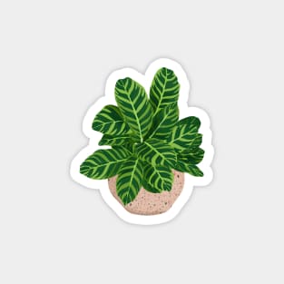 Calathea Illustration Magnet